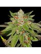 g13-labs-og13-feminised-cannabis-seeds-3