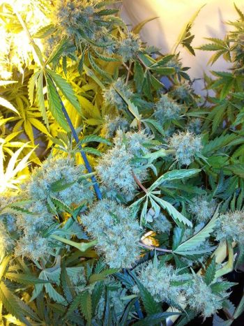 G13 Labs - OG13 Feminised Cannabis Seeds