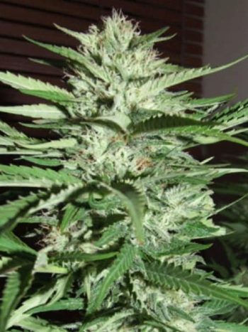 G13 Labs - Pineapple Express #2 Feminised Cannabis Seeds