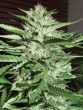 G13 Labs - Pineapple Express #2 Feminised Cannabis Seeds