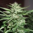 g13-labs-pineapple-express-feminised-cannabis-seeds