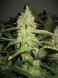 g13-labs-pineapple-express-feminised-cannabis-seeds