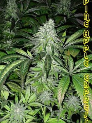 G13 Labs - Pineapple Express Feminised Cannabis Seeds