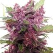 g13-labs-purple-haze-feminised-cannabis-seeds