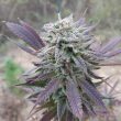 g13-labs-purple-haze-feminised-cannabis-seeds