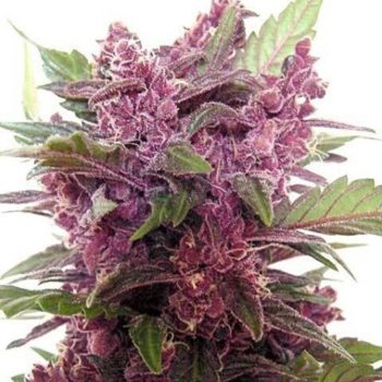 G13 Labs - Purple Haze Feminised Cannabis Seeds