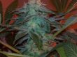 g13-labs-seeds-raw-diesel-feminised-cannabis-seeds