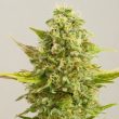 g13-labs-royal-kush-feminised-cannabis-seeds-2