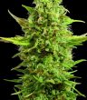 G13 Labs - Royal Kush Feminised Cannabis Seeds