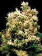g13-labs-royal-kush-feminised-cannabis-seeds-2