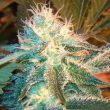 G13 Labs - Raw Diesel Feminised Cannabis Seeds