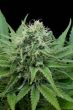 g13-labs-seeds-raw-diesel-feminised-cannabis-seeds