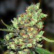 g13-labs-skunk-#1-feminised-cannabis-seeds