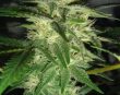 g13-labs-skunk-#1-feminised-cannabis-seeds