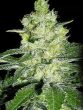 g13-labs-skunk-#1-feminised-cannabis-seeds