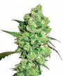 g13-labs-super-skunk-feminised-cannabis-seeds-3