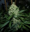 G13 Labs - Super Skunk Feminised Cannabis Seeds