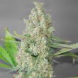g13-labs-super-skunk-feminised-cannabis-seeds-3