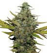 g13-labs-super-skunk-feminised-cannabis-seeds-3