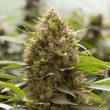 g13-labs-sweet-amnesia-feminised-cannabis-seeds