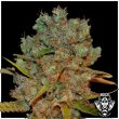 g13-labs-white-critical-feminised-cannabis-seeds