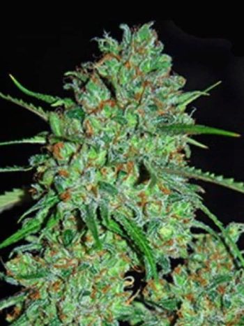 G13 Labs - White Critical Feminised Cannabis Seeds