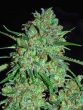 G13 Labs - White Critical Feminised Cannabis Seeds