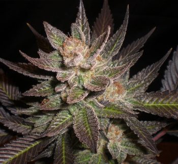 G13 Labs - White Lavender Feminised Cannabis Seeds