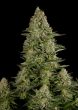 g13-labs-white-widow-feminised-cannabis-seeds-3