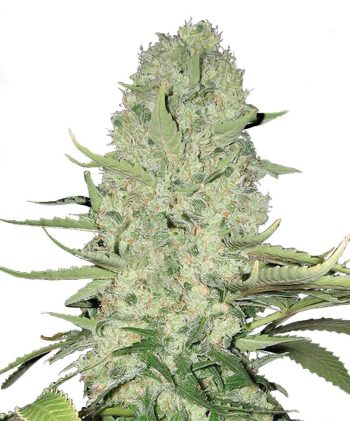 G13 Labs - White Widow Feminised Cannabis Seeds
