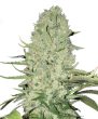 g13-labs-white-widow-feminised-cannabis-seeds-3