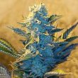 g13-labs-white-widow-feminised-cannabis-seeds-3