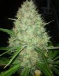 g13-labs-white-widow-feminised-cannabis-seeds-3