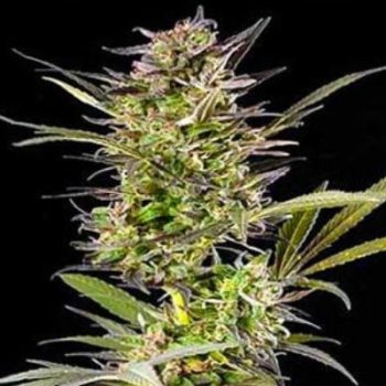G13 Labs - Auto Blueberry (Auto Berry) Feminised Autoflowering Cannabis Seeds
