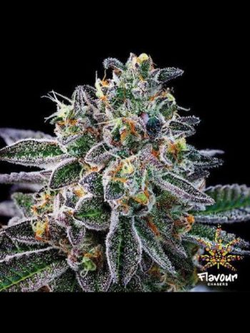 Flavour Chasers - Gelato 33 - Feminised Cannabis Seeds