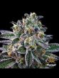Flavour Chasers - Gelato 33 - Feminised Cannabis Seeds