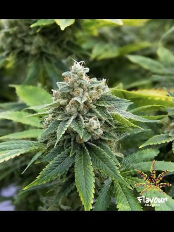 Flavour Chasers - Guava - Feminised Cannabis Seeds