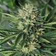 humboldt-seed-organisation-dr-greenthumbs-em-dog-by-b-real-feminised-cannabis-seeds