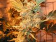 humboldt-seed-organisation-dr-greenthumbs-em-dog-by-b-real-feminised-cannabis-seeds