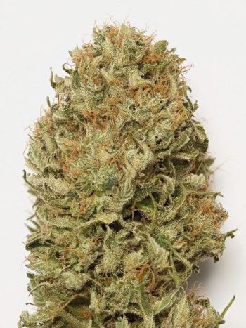 Humboldt Seed Organisation - Auto Blue Dream Feminised Autoflowering Cannabis Seeds