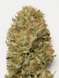 Humboldt Seed Organisation - Auto Blue Dream Feminised Autoflowering Cannabis Seeds