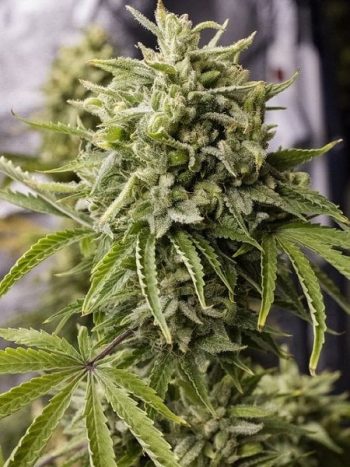 Humboldt Seed Organisation - Bubba Kush Auto Feminised Autoflowering Cannabis Seeds