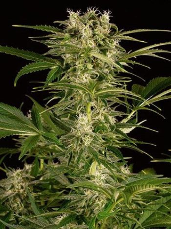 Humboldt Seed Organisation - Auto Lemon Juice Express Autoflowering Feminised Cannabis Seeds