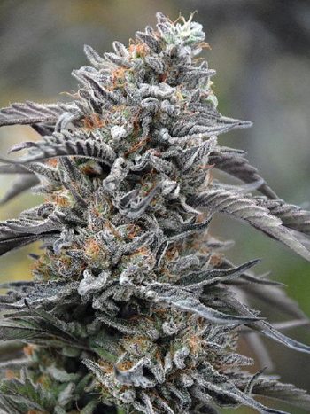 Humboldt Seed Organisation - Black D.O.G Feminised Cannabis Seeds