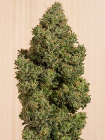 Humboldt Seed Organisation - Blue Dream CBD Feminised Cannabis Seeds