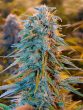 Humboldt Seed Organisation - Blue Dream Feminised Cannabis Seeds