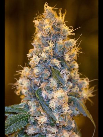 Humboldt Seed Organisation - Blue Fire Feminised Cannabis Seeds