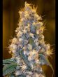 humboldt-seed-organisation-hso-blue-fire-feminised-cannabis-seeds