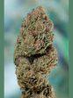 humboldt-seed-organisation-hso-blueberry-headband-feminised-cannabis-seeds