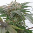humboldt-seed-organisation-hso-bubba-kush-2.0-feminised-cannabis-seeds